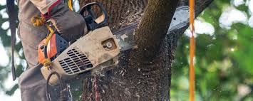 Best Fruit Tree Pruning  in Marion, WI