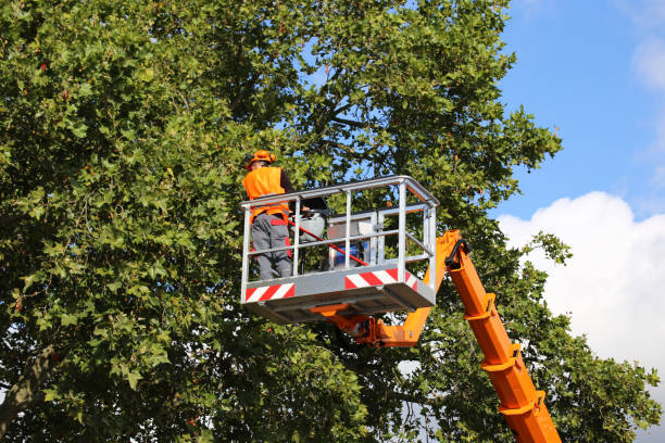 Best Stump Grinding and Removal  in Marion, WI