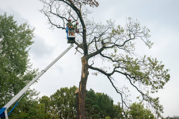 Why Choose Our Tree Removal Services in Marion, WI?