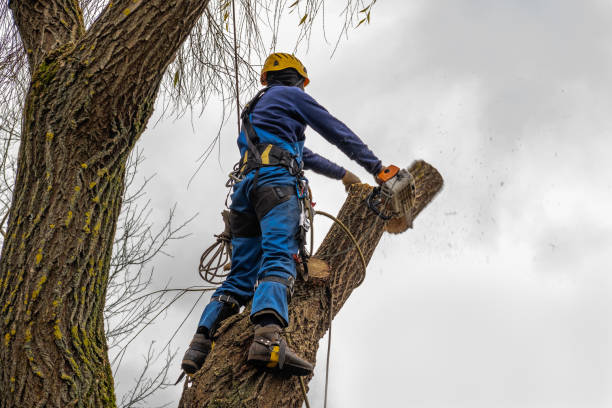 Best Tree Trimming and Pruning  in Marion, WI