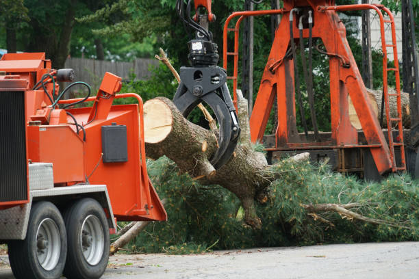 Best Tree Risk Assessment  in Marion, WI