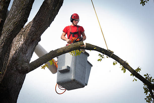 Best Tree Maintenance Programs  in Marion, WI