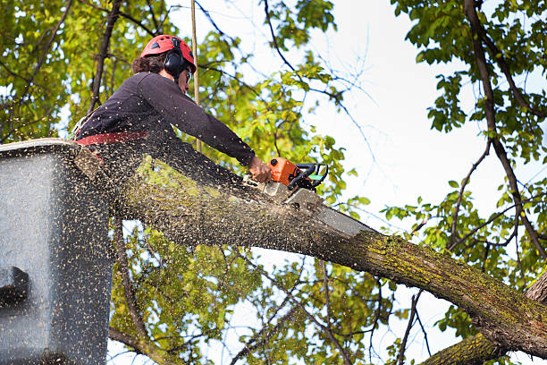 Best Utility Line Clearance  in Marion, WI